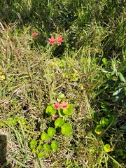 Freesia laxa