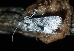 Eremobina leucoscelis