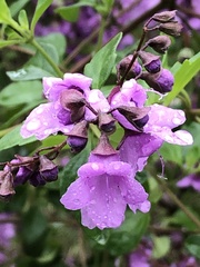 Prostanthera melissifolia
