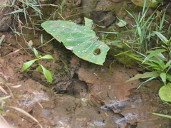Rhinella limensis
