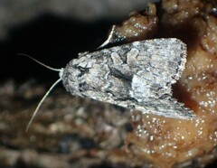 Eremobina leucoscelis