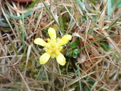 Ranunculus gracilipes