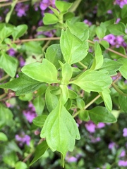 Prostanthera melissifolia