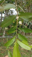 Bixaceae