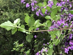 Prostanthera melissifolia
