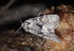 Eremobina leucoscelis