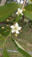 Bixaceae