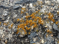 Candelariella aurella