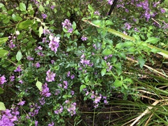 Prostanthera melissifolia