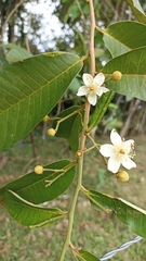 Bixaceae