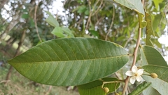 Bixaceae