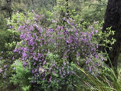 Prostanthera melissifolia