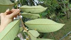 Bixaceae