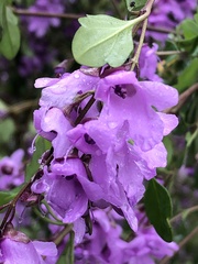Prostanthera melissifolia