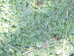 Dichondra repens
