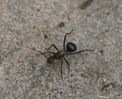 Polyrhachis semiaurata