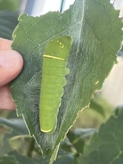Papilio multicaudata multicaudata