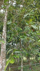 Bixaceae