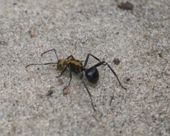 Polyrhachis semiaurata