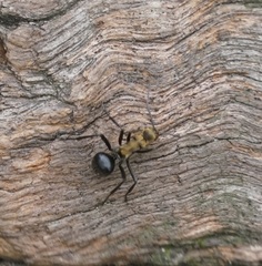 Polyrhachis semiaurata