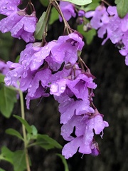 Prostanthera melissifolia