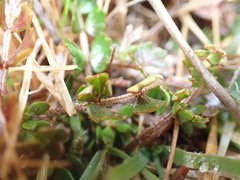Ranunculus gracilipes