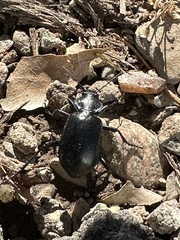 Calosoma