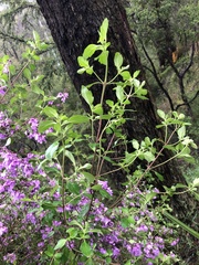 Prostanthera melissifolia