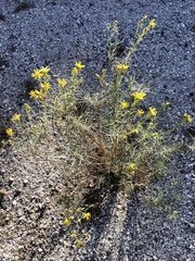 Ericameria linearifolia