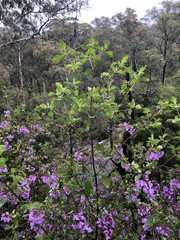 Prostanthera melissifolia