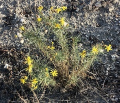 Ericameria linearifolia