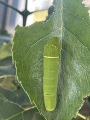 Papilio multicaudata multicaudata