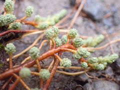 Kelleria dieffenbachii