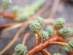 Kelleria dieffenbachii