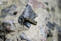 Photinus signaticollis