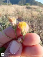 Bebbia atriplicifolia