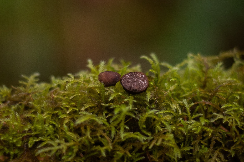 Tuber beyerlei from Willamette National Forest, Blue River, OR, US on ...