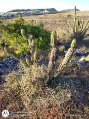 Stenocereus thurberi