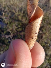 Erythrostemon placidus