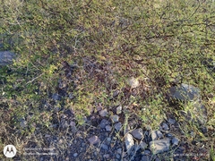 Erythrostemon placidus