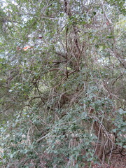 Planera aquatica