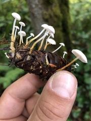 Strobilurus trullisatus