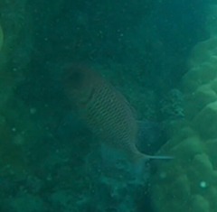 Myripristis violacea