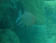 Myripristis violacea