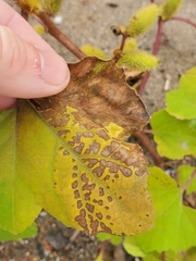 Phytomyza albiceps group