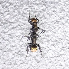 Polyrhachis aurea