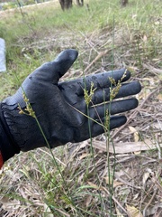 Juncus dichotomus