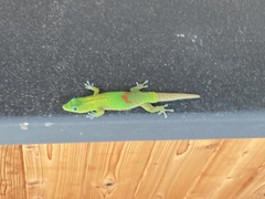 Phelsuma laticauda