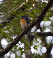 Cyornis tickelliae
