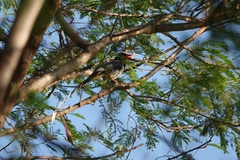 Urocissa erythroryncha
